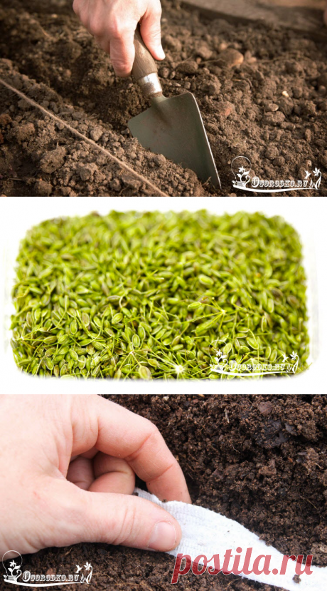 Как сеять и сажать укроп - тонкости и хитрости пышной зелени