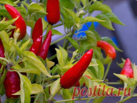 Агротехника горького перца: от посева до сбора урожая | Идеальный огород | Яндекс Дзен