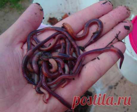 Уловистые черви для рыбалки своими руками