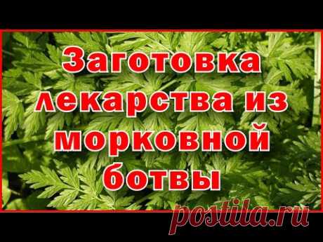 Заготовка лекарства из морковной ботвы - Harvesting medicine from carrot tops