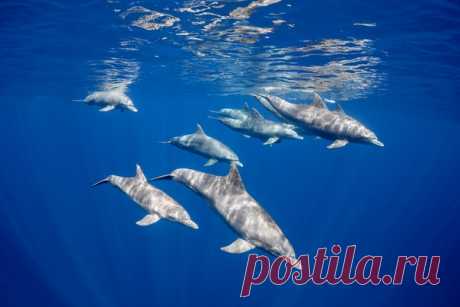Дельфины афалины у берегов острова Маврикий. Автор фото – Дмитрий Кох: nat-geo.ru/photo/user/357190/