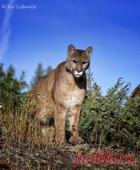 lurking puma by Yair-Leibovich on DeviantArt