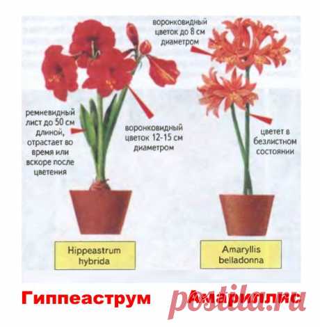 Гиппераструм или амариллис ? - Садоводка