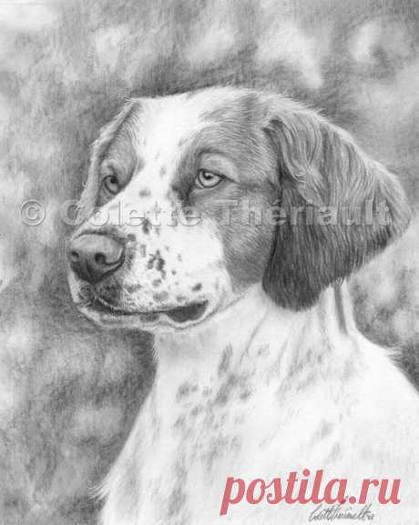 Бриттани спаниель карандашный рисунок-портреты домашних животных рисунок на заказ графитовый карандаш портреты домашних животных-памятный подарок питомцу