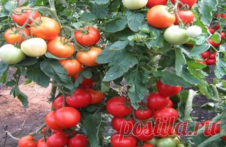 Подкормка для томатов которая увеличивает до 10 раз больше образование завязи. - медиаплатформа МирТесен
