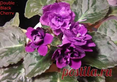 African Violet *Standard/Large* 2 Leaves Leaf Sets Cuttings MANY TO CHOOSE FROM | eBay