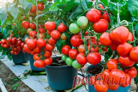 Лучшие сорта томатов для условий Подмосковья, Сибири и Урала - урожай будет всегда! | Удачный сад | Дзен
