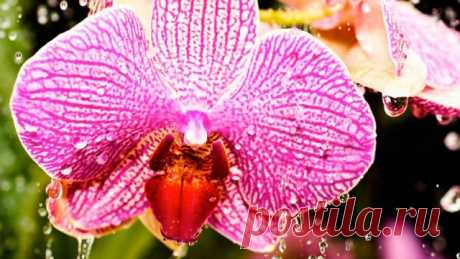 Как поливать орхидею в домашних условиях? Особенности полива в определенное время развития. Фото — Ботаничка.ru
