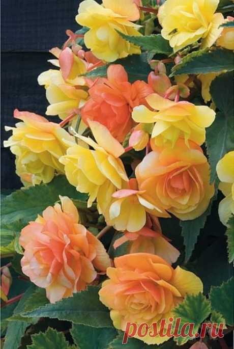 Begonia