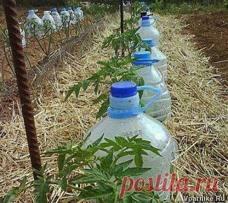 Простой способ саморегулируемого полива при помощи пластиковых бутылок | vparnike.ru