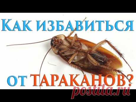 90 как избавиться от тараканов - how to kill cockroaches
