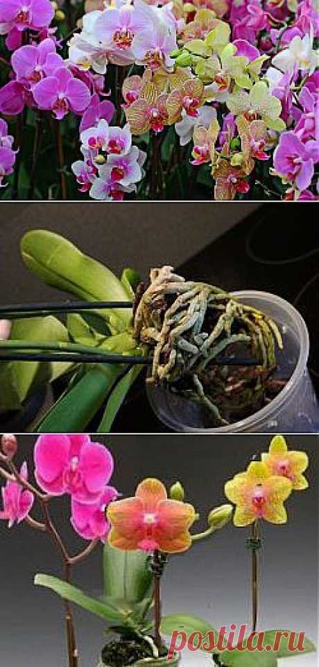 Как пересадить орхидею фаленопсис?.