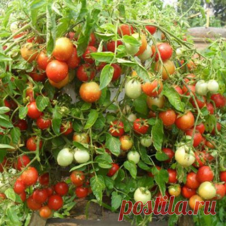 Николай Хорошев: Любимые сорта томатов я искал годами