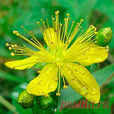 Лекарственное растение Зверобой пронзеннолистный (Hypericum perforatum). Многолетнее прямостоячее и разветвленное растение от 30 до 60 см и выше. Стебель сплошной, к верхушке железистый с двумя выпуклыми продольными гранями. Листья широко-яйцевидные или удлиненно-овальные до узколинейных, с просвечивающими точками. Золотисто-желтые цветки шириной 2-3 см с ланцетными острыми чашелистиками, которые во время цветения вдвое длиннее завязи. Цветки собраны в ложные зонтики.