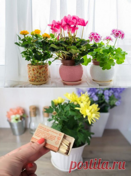 Три простейших трюка для здоровья комнатных растений. Они оживут и зацветут! - Кулинария, красота, лайфхаки