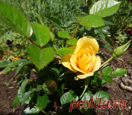 Почему миниатюрная роза часто погибает после покупки — Садоводка