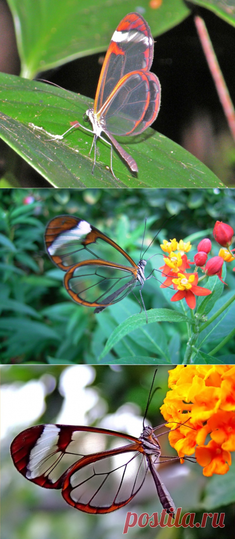Невероятные бабочки с прозрачными крыльями - Путешествуем вместе