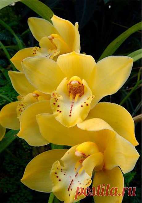 orchids | Beautiful Flowers around the world