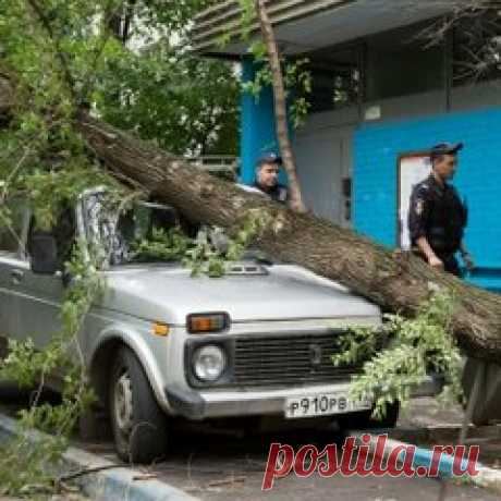 Ураган в московском регионе: число жертв увеличилось до 16 человек (176): Яндекс.Новости