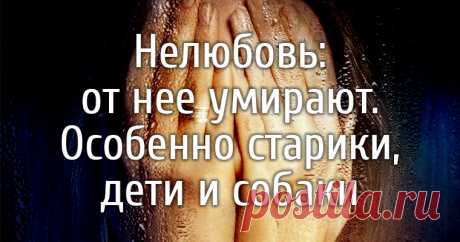 Нелюбовь: от нее умирают. Особенно старики, дети и собаки 
Нелюбовь — хуже ненависти. Ненавидят за что-то. И можно уйти или сдачи дать. А не любят — просто так
Нелюбовь иногда хуже ненависти. Ненавидят за что-то, из зависти, например. И можно уйти или сдачи …