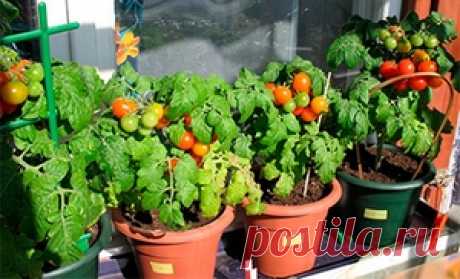 Выращивание помидоров на балконе: как вырастить томаты на подоконнике зимой и летом