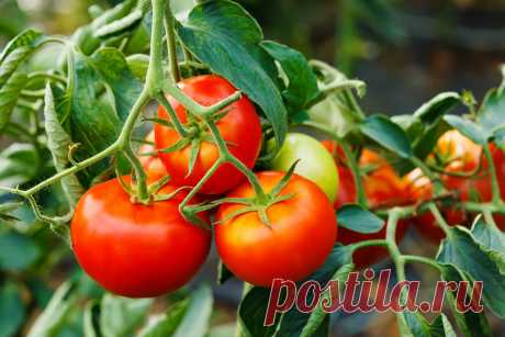 Самые неприхотливые сорта низкорослых томатов, которые я выращивала. Фото — Ботаничка.ru
