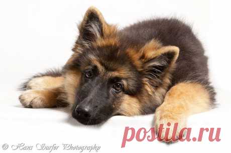 german shepard puppy | Dogs - Shepherds