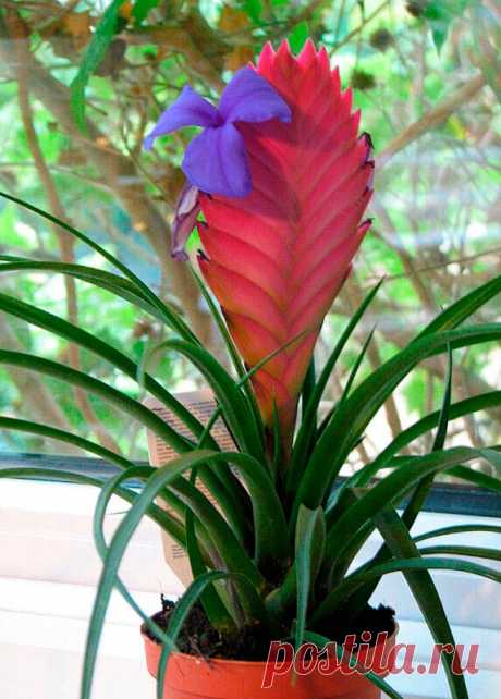 Комнатное растение Тилландсия (Tillandsia). Род описан в 1753 г. и назван в честь шведского ботаника Э.Тилландса (1640-1693). Тилландсия синяя (T.cyanea) - вид, наиболее часто встречающийся в продаже. Высота растения в цветущем состоянии достигает 25 см. Цветение выглядит весьма эффектно: соцветие - мощный сильно уплощенный колос, ярко-оранжевый или малиновый, - содержит до 20 цветков сине-фиолетового оттенка, из которых одновременно открыт один или два.