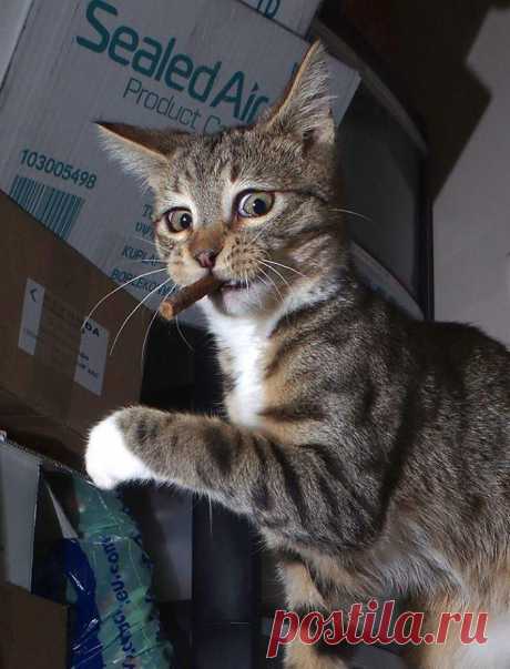 Самый активный кот: фото полосатого непоседы прожившего короткую жизнь