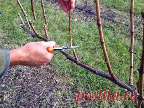 Как ухаживать за виноградом весной: основные тонкости 🚩 Сад и огородд