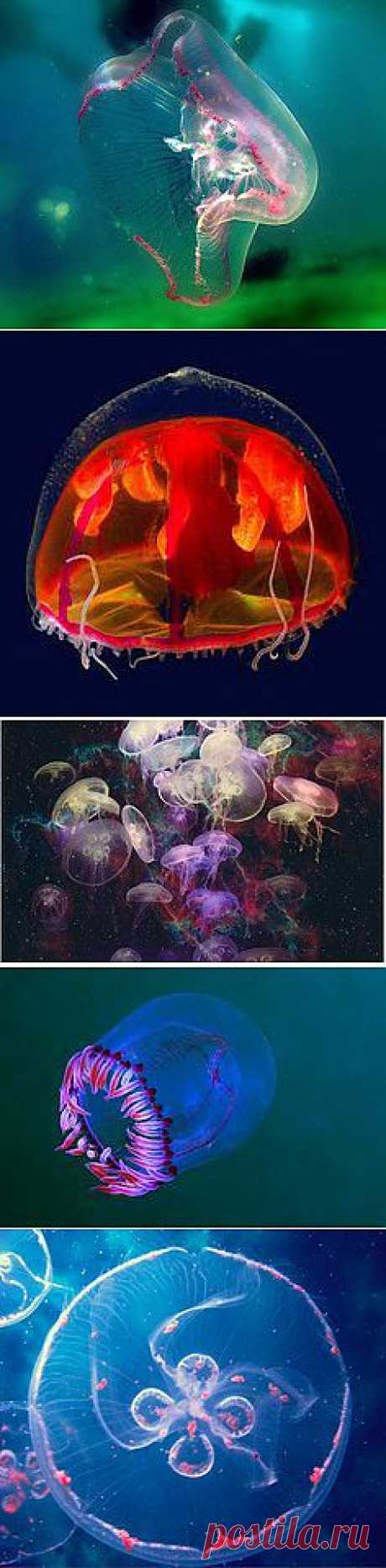 Jellyfish