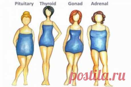 Какой у вас гормональный сбой: определяем по типу фигуры 
Определите свой гормональный тип и узнайте, какое питание и тренировки помогут вам сбросить лишний вес.

Между типом фигуры и гормонами существует определенная связь. Изменения или слабость определен…