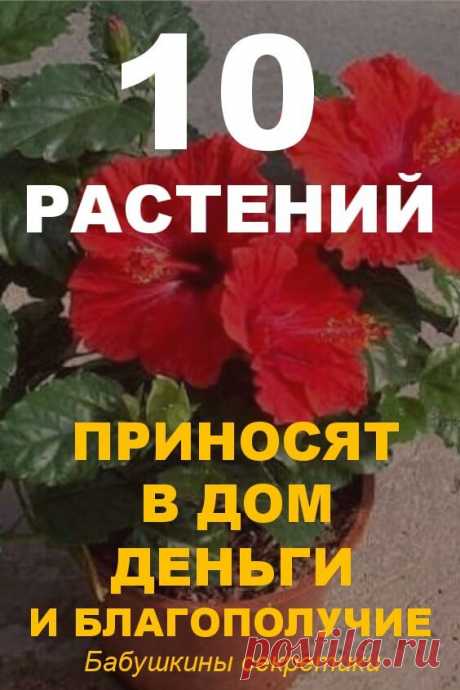 Эти 10 растений приносят в дом деньги и благополучие &amp;mdash; Бабушкины секретики