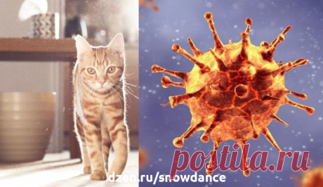 Коронавирус кошек - любимая болезнь ветеринаров? | КотоВедение | Дзен