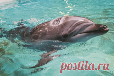 Власти Анапы начали проверку сообщений о массовой гибели дельфинов. В интернете распространились данные о том, что очевидцы якобы насчитали около 40 погибших дельфинов возле станицы Благовещенской.