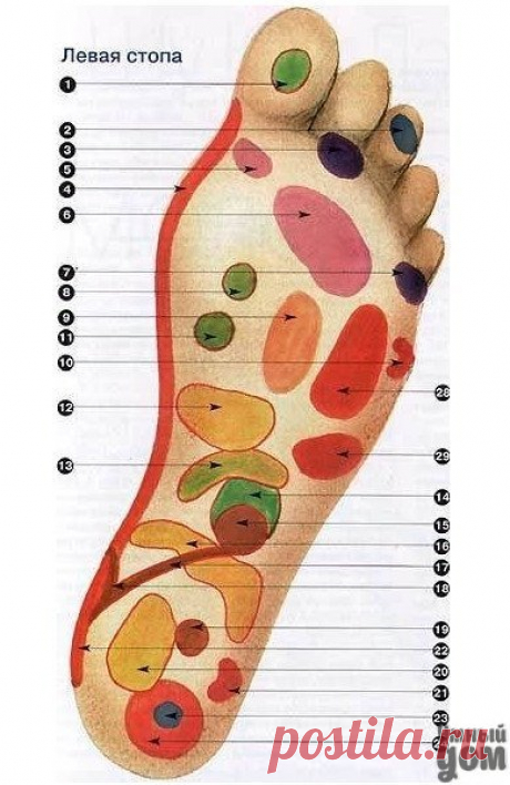 Как правильно массировать стопы? 1. Гипофиз 2. Мозг 3.Глаза 4. Шейный отдел позвоночника 5.Трахея 6. Легкие 7. Уши 8. Щитовидная железа 9. Тимус (вилочковая железа) 10.Плечи 11. Паращитовидная железа 12. Желудок 13. Панкреас 14. Надпочечники 15. Почки 16. Кишечник 17. Мочеточники 18. Мочевой пузырь 19. Половая сфера 20. Тонкий кишечник 21. Бедра и колени 22. Крестцовый отдел позвоночника 23. Седалищный нерв 24. Костная система 25.Печень (только на правой стопе) 26. Желчный пузырь (только на…
