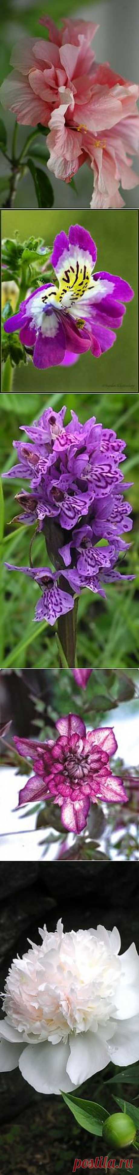 Flowers