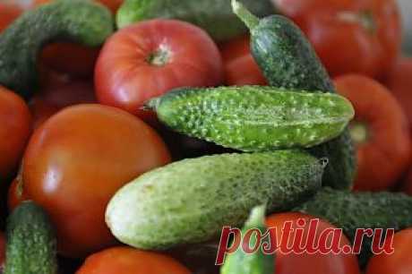 Огурцы и помидоры. Как не ошибиться при выборе семян | Огород | Дача | Аргументы и Факты