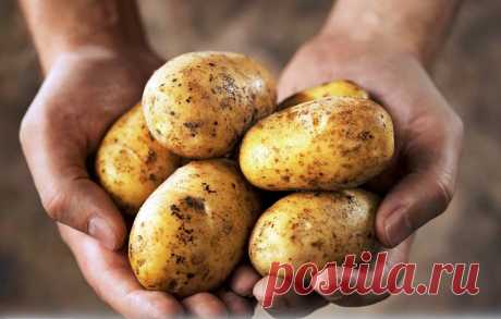 Профилактические меры по спасению картофеля 
О злостных врагах картофеля – нематодах – мы знаем меньше всего. Ведь их, в отличие от колорадского жука, не видно. Но нематоды тоже наносят огромный урон урожаю. 

Чтобы собирать полноценные урожаи …