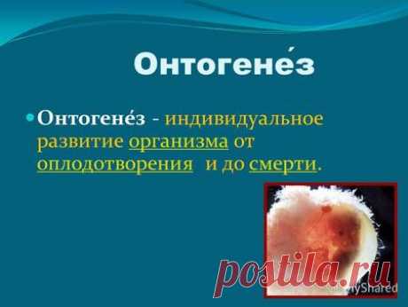 Презентация на тему: &quot;Эмбриональный период развития (обобщение) Соснихина Н.Н., учитель биологии и экологии МОУ СОШ 6 г.Павлово.&quot;. Скачать бесплатно и без регистрации.