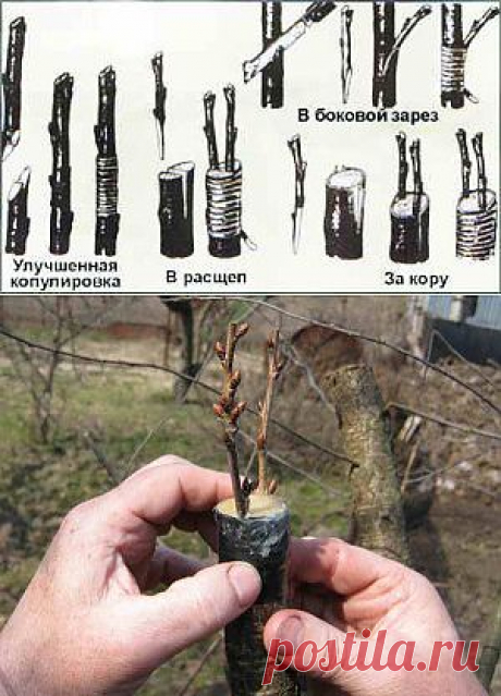 Основные способы прививки яблонь