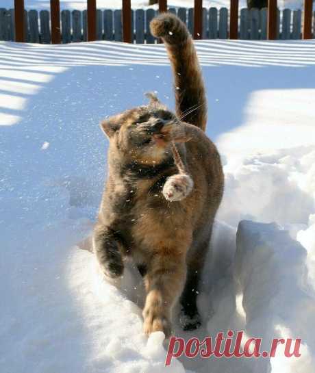 14 доказательств того, что коты любят снег. Новогодняя подборка котов в сугробах. | Забавный Бим | Яндекс Дзен