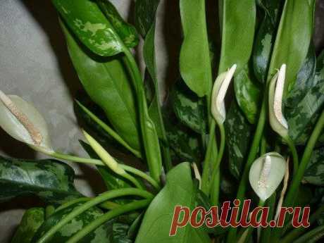 Популярные виды и сорта аглаонемы с фото — уход за растением, посадка