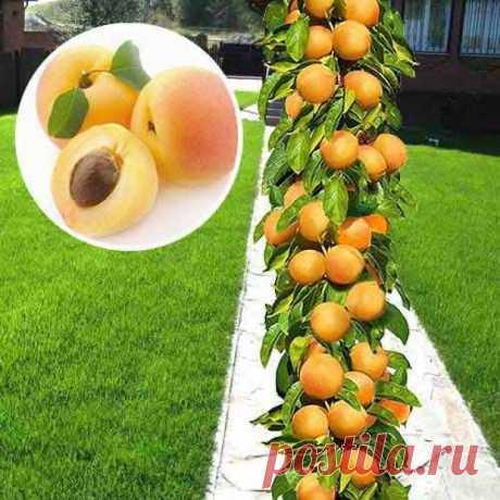 Колоновидные абрикосы: самые зимостойкие сорта. Как формировать и выращивать | Дача с Любовью | Яндекс Дзен