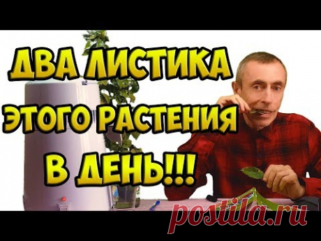 ДВА ЛИСТИКА В ДЕНЬ ЭТОГО РАСТЕНИЯ - СПАСЕНИЕ ОТ МНОГИХ БОЛЕЗНЕЙ! Островский. Очищение крови, вопросы