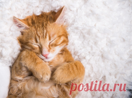 Как коты выбирают место для сна? 8 основных признаков | Бетховен - сеть зоомагазинов | Дзен