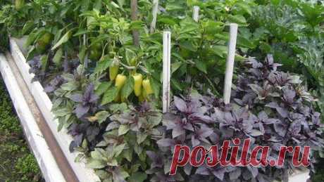 6 растений, которые можно посадить с помидорами в теплице