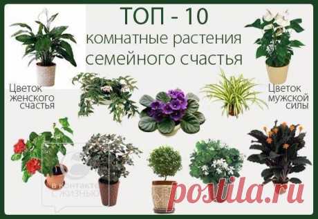 10 КОМНАТНЫХ РАСТЕНИЙ ДЛЯ СЕМЕЙНОГО СЧАСТЬЯ