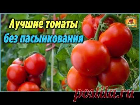 Самые лучшие сорта томатов без пасынкования для теплиц и открытого грунта. Описания и характеристики