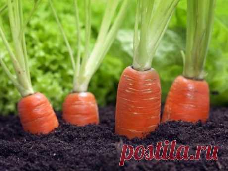 Борная кислота для роста моркови — тайный секрет моей свекрови | Дачные секреты от Виктории Радзевской | Яндекс Дзен